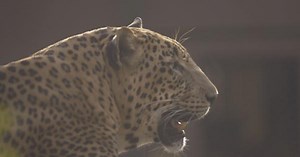Eco India: How humans and leopards are co-existing in Mumbai