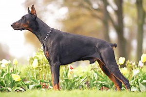 Doberman Tail Docking: Here's Everything You Need to Know