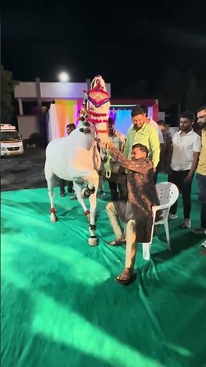 Horse Dance video - Wedding video