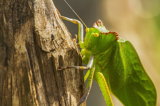 9 Katydid Spiritual Meaning and Symbolism of Leaf Bug