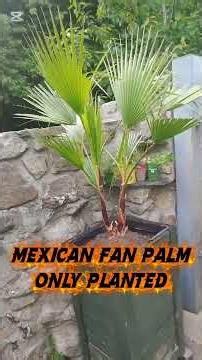 🌴Palms in DIY planters🌴 How are they after the 1st Winter 🌴🌞🌴