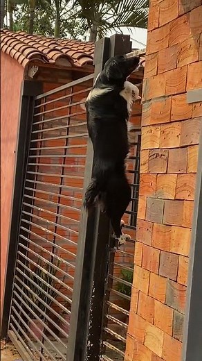 Spider Dog || ViralHog