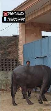वजन बढ़ाने के लिए सबसे अच्छा आज के टाइम