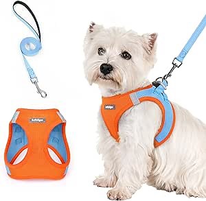 rabbitgoo Dog Harness Small Sized and Leash Set, Step in Soft Light Puppy Vest, Breathable Mesh Pet Harness, Reflective for Safe Easy Walking, Blue & Orange S