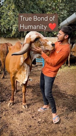 Heart Touching Bond with Cow 😇
