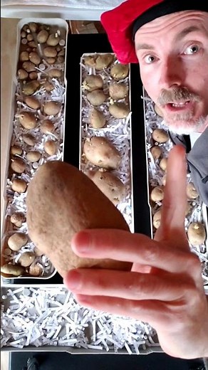 2 Quick Tips For Storing Potatoes All Winter