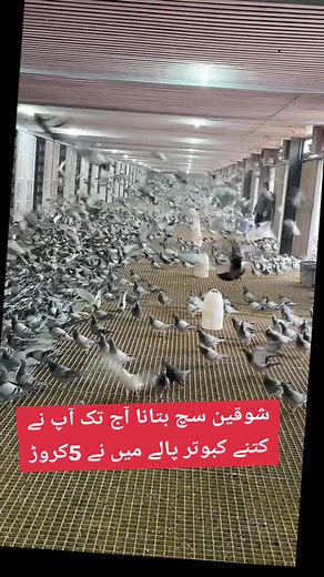 Exploring Pigeon Breeding Success Stories