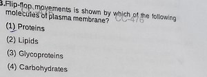 3. Flip-flop movements is shown by which of the following molec... | Filo