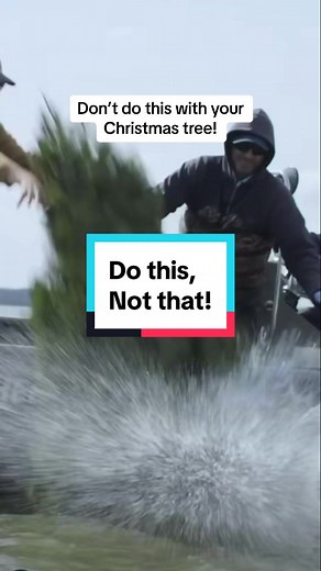 👇🏼Here’s five methods to sustainably dispose of your Christmas tree 🪲MAKE A BUG SNUG 1/ Tie three poles together & fasten at the top to form a pyramid structure (bamboo canes, hazel or straight eucalyptus branches work well). 2/ Hammer into the ground (use a rubber mallet). 3/ Strip the branches off your Christmas tree & place inside the teepee structure. You can also add other organic matter in layers too 4/ This structure provides a habitat area for insects, reptiles, small birds & other wi