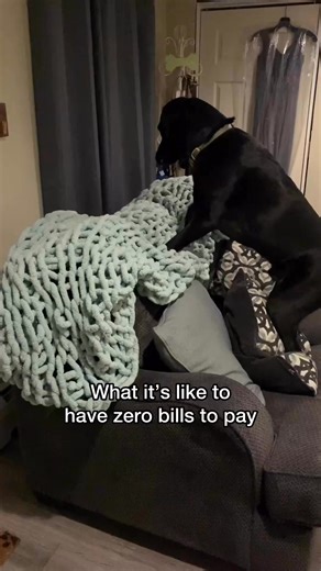 Just living the dream #funnydogreels #funnyreels #blacklabrador #woof #labradorretriever #funnydogs #labradorlovers | Imjaxthelab