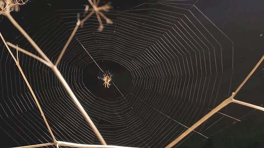 Spider building, devouring, and rebuilding a web | Britannica