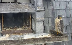 lucky回家休息,龙妹带回咕咕吃播,貌似一切正在步入正轨 240927