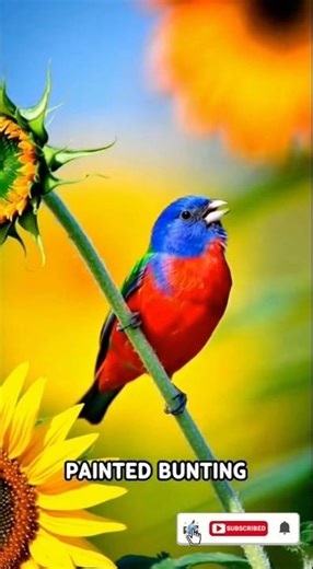 Peaceful Spring Birds in Bloom | Colorful Birds 8K, Soothing Nature Sounds