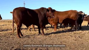 Grey College on Reels