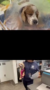 🐾 Every day, Cocker Spaniels with medical needs face euthanasia. Your donation gives them surgeries, care, and the forever homes they deserve. 💙 | Camp Cocker Rescue