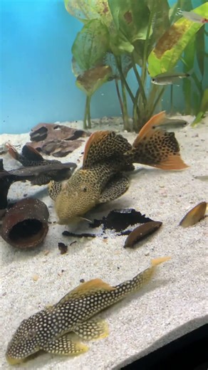 andres pleco L114 #newmusic #popmusic #singer #newsong #singersongwriter #fish #planetaquarium