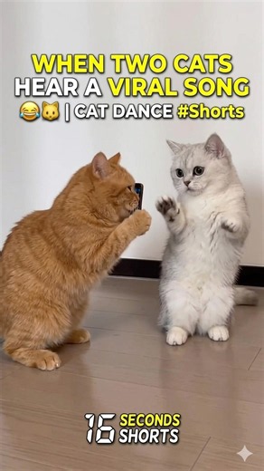 When Two Cats Hear a Viral Song 😂🐱 | Cat Dance #Shorts