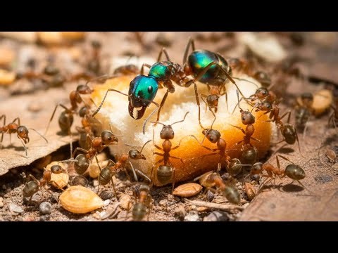Thousands of ants join forces to carry giant prey back to the nest - Video about ants