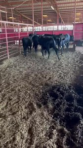6.5K views · 20 reactions | ******SOLD****** 15 fresh Corriente steers, ready to break in 100% pure Corriente, stout frame and bone, good horn and base Ranch raised, wormed, vaccinated, and on feed Also have a set of 30 matching potential steers if needed Call for pricing Located in Marlin, TX Delivery available 936-524-3056 | Hoffmann Cattle Co. | Facebook