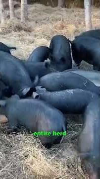 $10 Fix fo Real Farm Problem, Turning Tire into a Pig Feeder #pastureraised #franklincounty #georgia