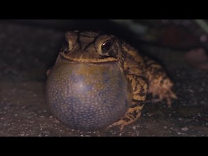 Gulf Coast Toads call and respond