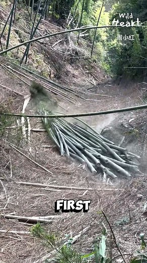 The Mountain’s Bamboo Highway #bamboo #forestwork #mountainlife #sustainability #forestry | Wild Heart