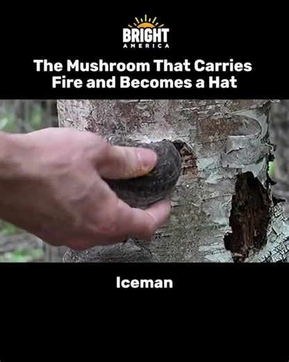 The Mushroom That Carries Fire and Becomes a Hat
