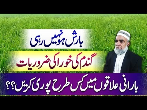 How to treat wheat crop during shortage of Water || Crop Reformer