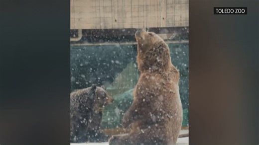 Snow day at the Toledo Zoo!