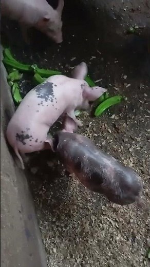 How to stop diarrhea in pigs / without chemicals