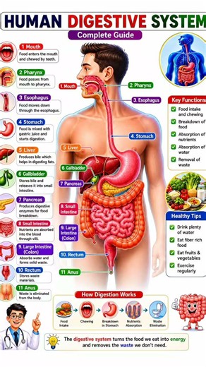 Human Digestive System Animation | Easy Explanation