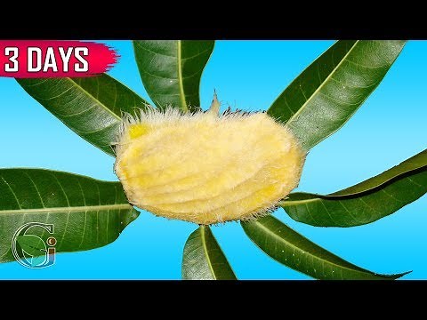FASTEST METHOD TO GERMINATE A MANGO SEED IN 3 DAYS | Gardening Ideas