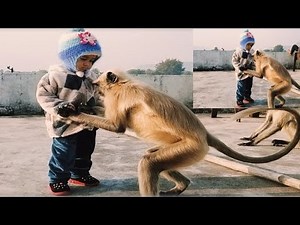 Funny Capuchin Monkey Videos || Baby Monkey Adoption Story |