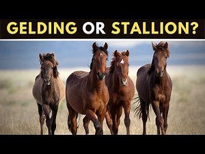 Gelding or Stallion? I’ll Explain It in Under 8 Minutes