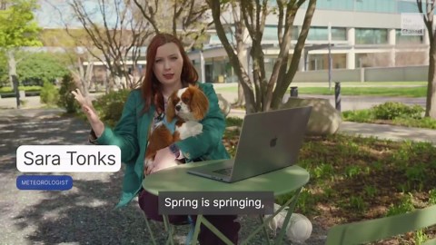 What to look out for with your dogs this allergy season