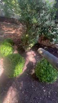 🍂 The Echo 9010T isn’t just a blower… it’s a BEAST clearing the way for FALL! 💨🔥