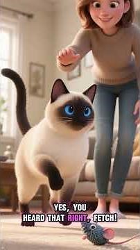Story About Siamese cat