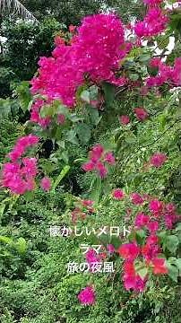 幼少期の頃流行っていたメロドラマ#旅の夜風#愛染かつら#懐かしい曲 #ミス・コロンビア#霧島昇#松原操#懐メロ #ブーゲンビリア の花🌸#沖縄