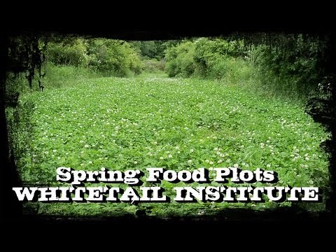 Spring Food Plots -- Whitetail Institute