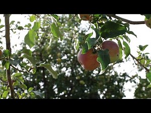 Wyoming's Heritage Apples - Our Wyoming
