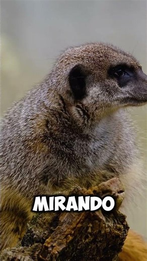 The Meerkat Seems Adorable… But It’s an Expert Vigilante