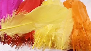 Watch Natural Goose Feathers 15-20cm/6-8 inches on Amazon Live