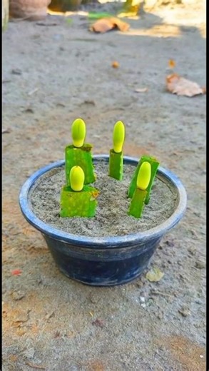 how to grow aloe vera plant from cutting #shorts #plants #viralshorts #aloevera