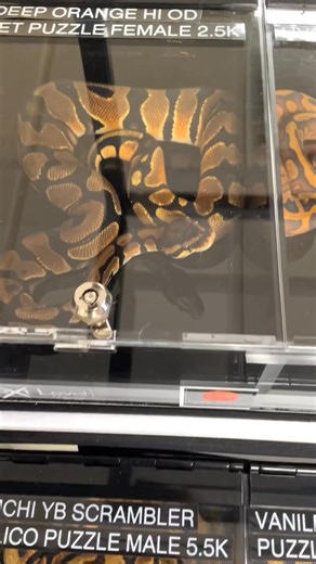 Tinley display #1 showing each spot!!! | Chris Hernan Reptiles