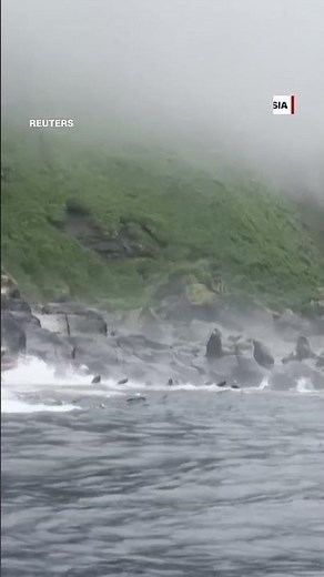 Panicked sea lions dive into water during earthquake