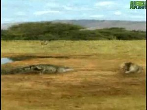 Animal Face Off - Lion vs. Croc