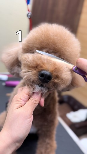 トイプードル テディベアカットのやり方