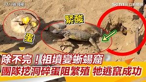 41K views · 190 reactions | #莉莉：哇！跑超快耶ＸＤ ▌外來種除不完！祖墳變蜥蜴窟 團隊挖洞碎蛋阻繁殖 牠逃竄成功 ▌YT/ J爸 授權 ▌原影片:https://www.youtube.com/watch?v=Lmi9shzqjq4 | 三立iNEWS | Facebook