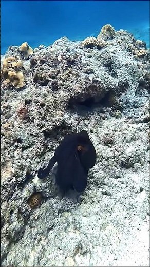Stunning Octopus 🦑 Changing Color As It Survives #octopus #ocean #underwater