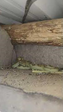 Malabar pit viper venomous snake.its type of green morf endemic to the Western Ghats of India,#viper